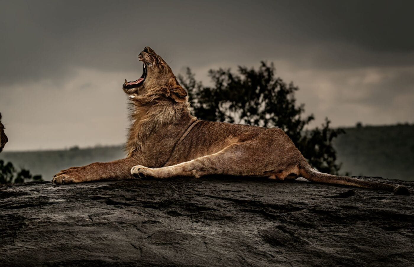 A Lion Yawns in the Mara
