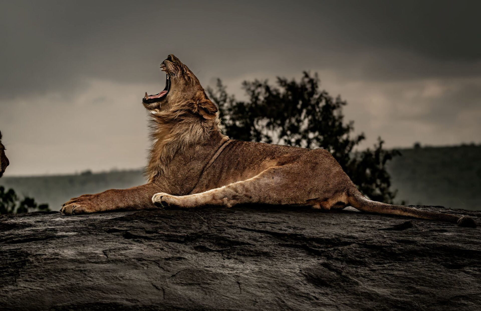 A Lion Yawns in the Mara