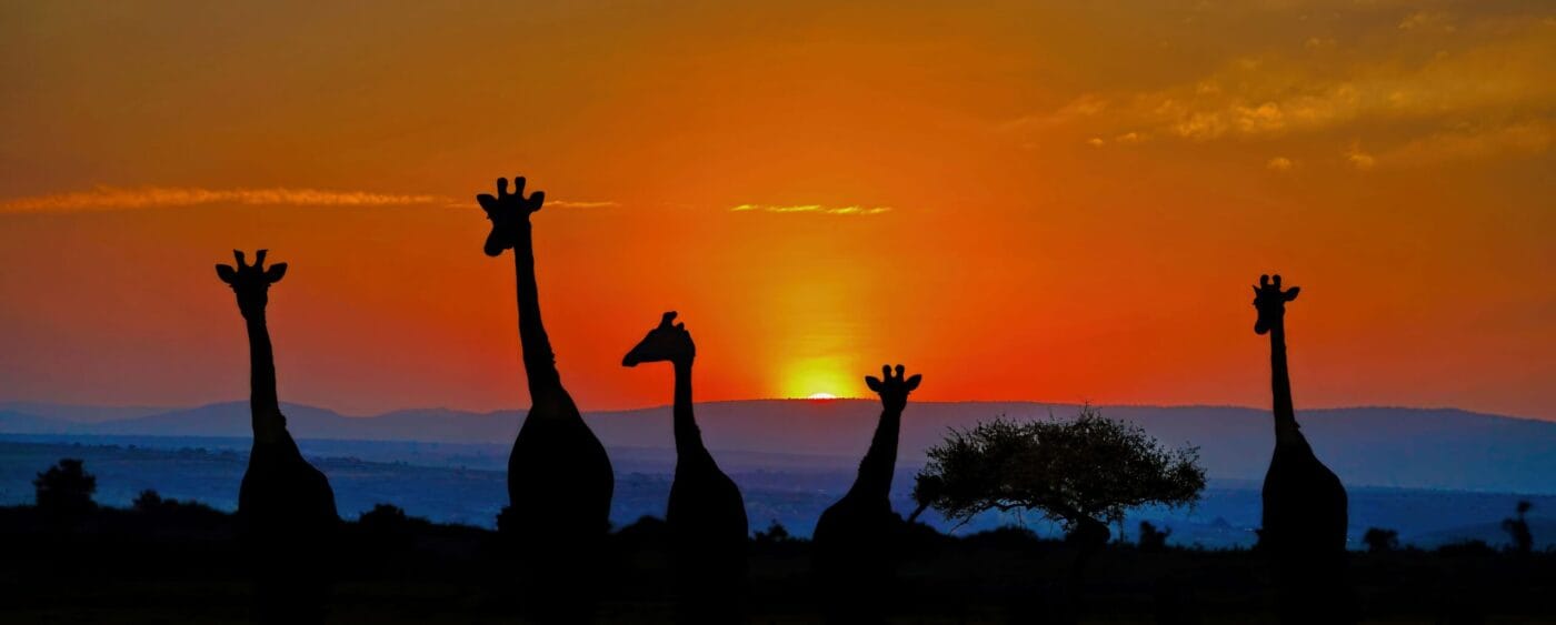 Morning comes to the Mara