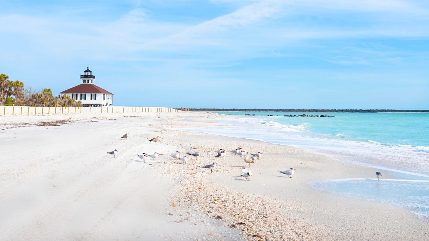 Seabirds at Gasparilla