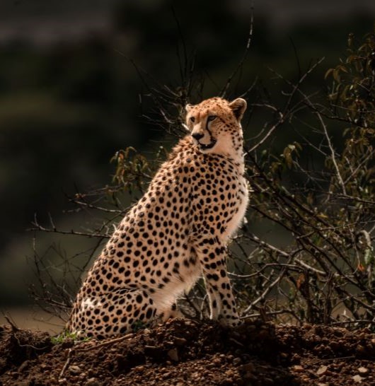 cheetah conservation Cheetah
