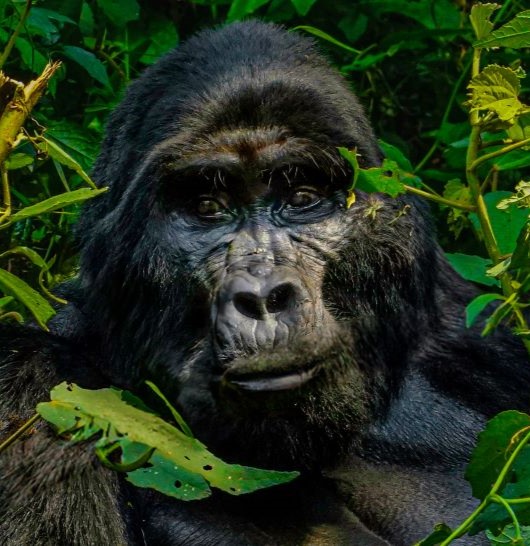 gorilla conservation Gorilla