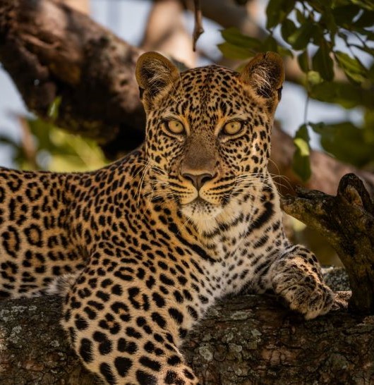 leopard conservation Leopard