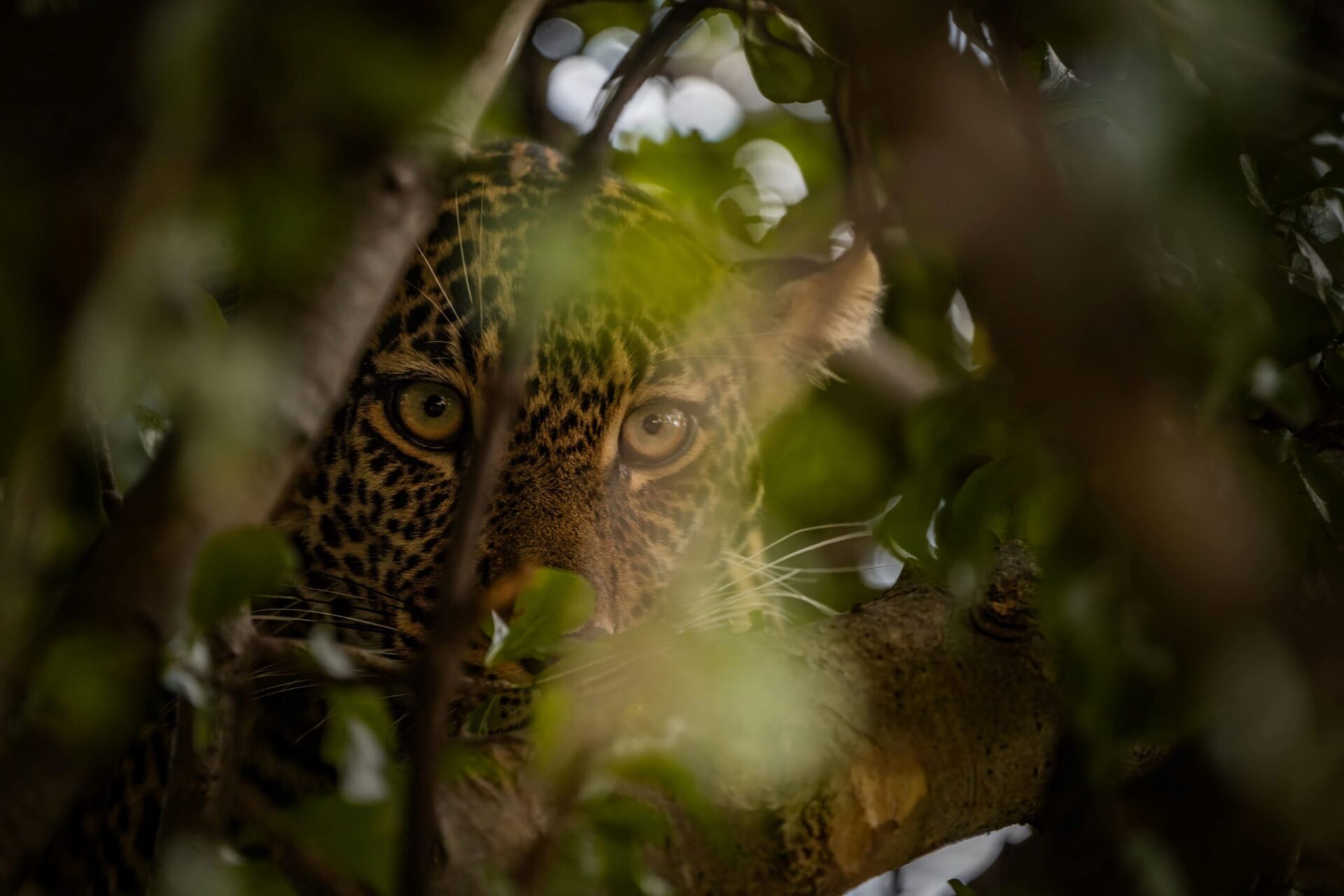 In the Shadow of the Branches