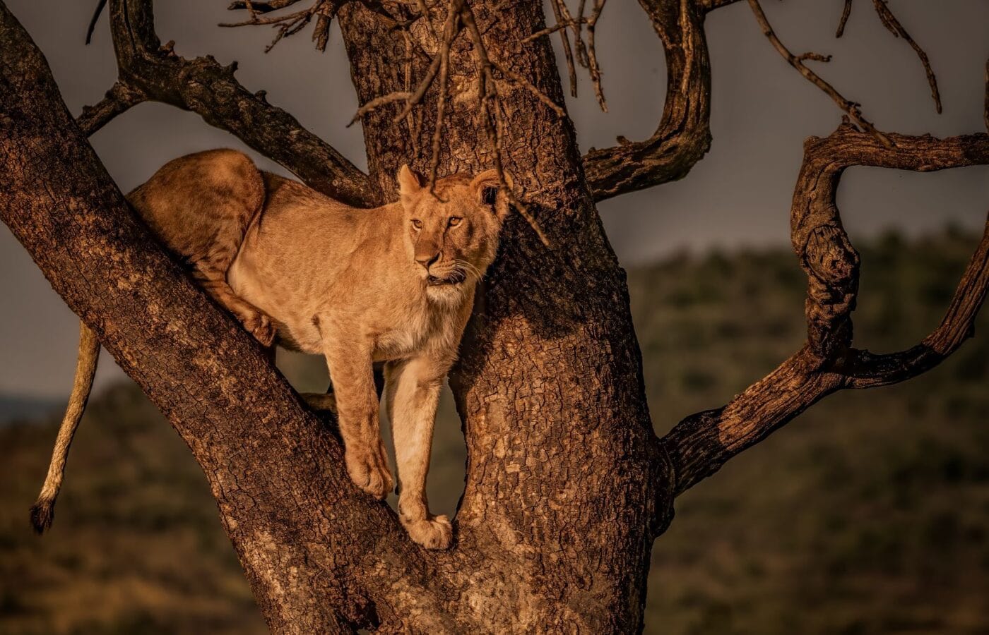 Searching for Movement