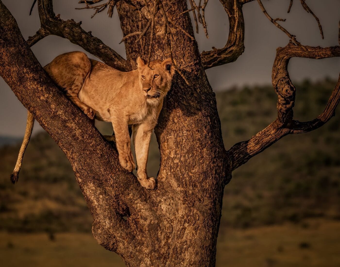 Searching for Movement