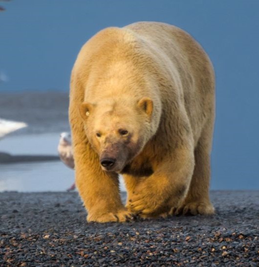 Polar Bear Polar Bear