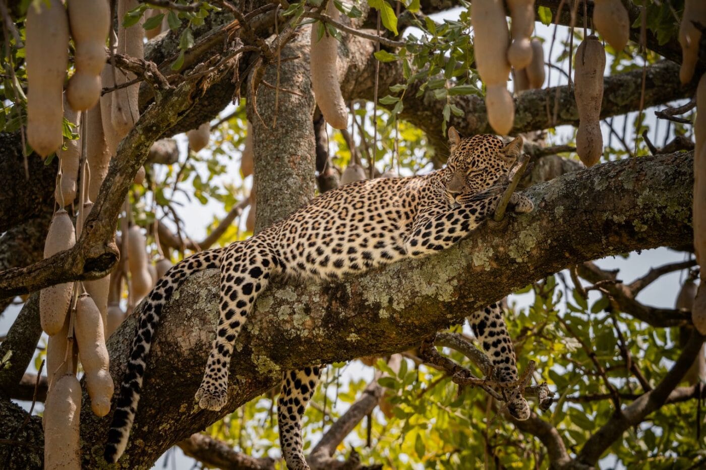 Sleeping in a Sausage Tree