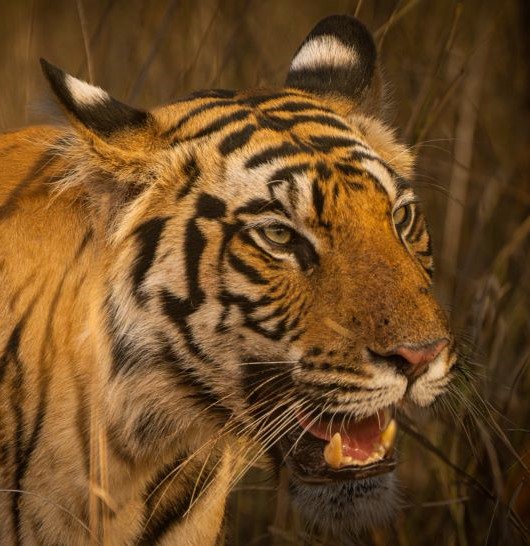 tiger conservation Tiger