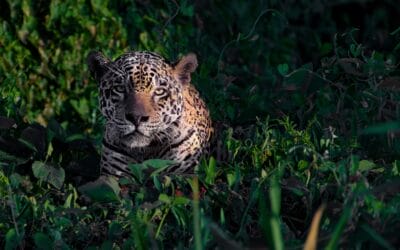 “Watching You” was a dream come true