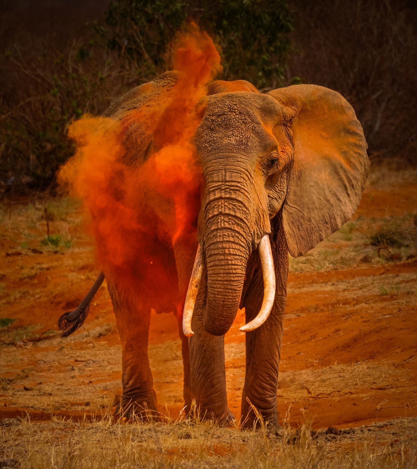 Dust Bath in Tsavo