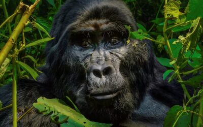 How did we ever get this shot?