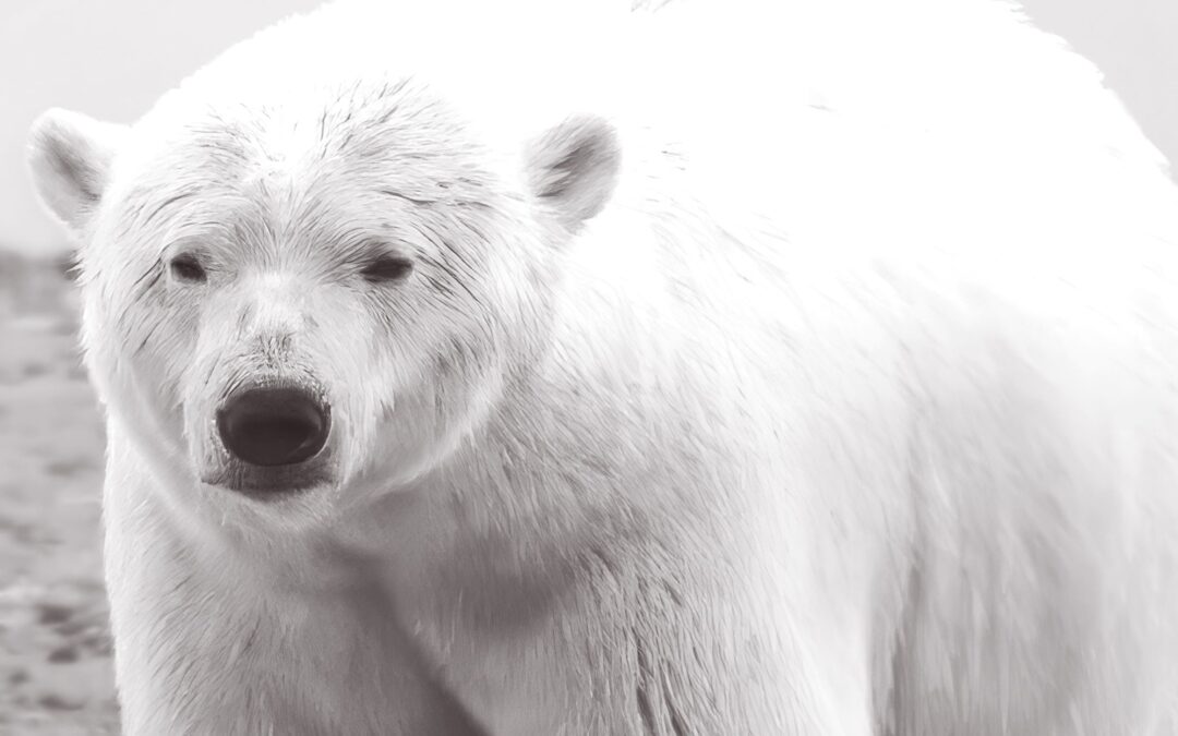 Behind the Polar Bear