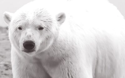 Behind the Polar Bear