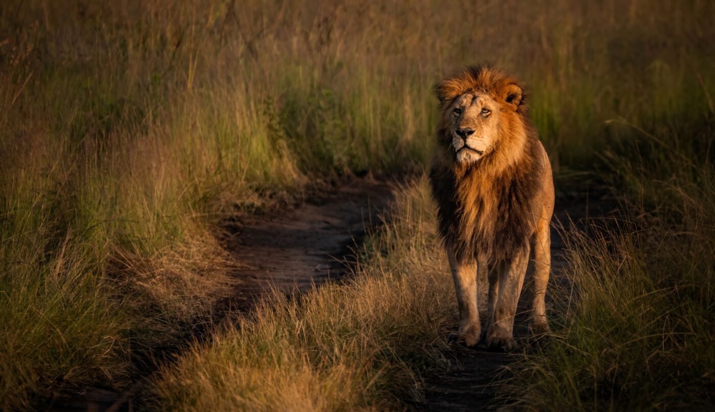 Ruler of the Tall Grass