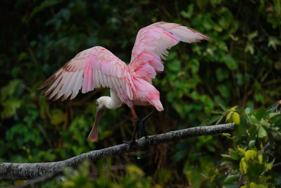 Hunting in the Pantanal