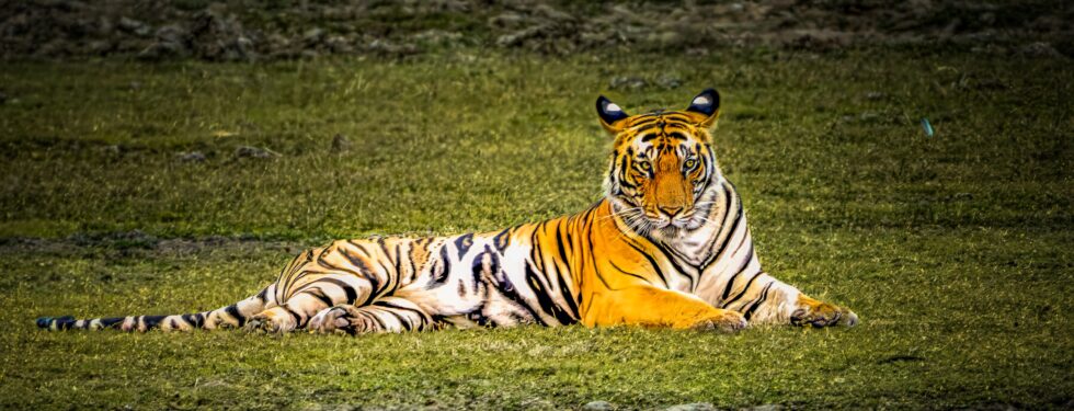 Beauty of the Jungle