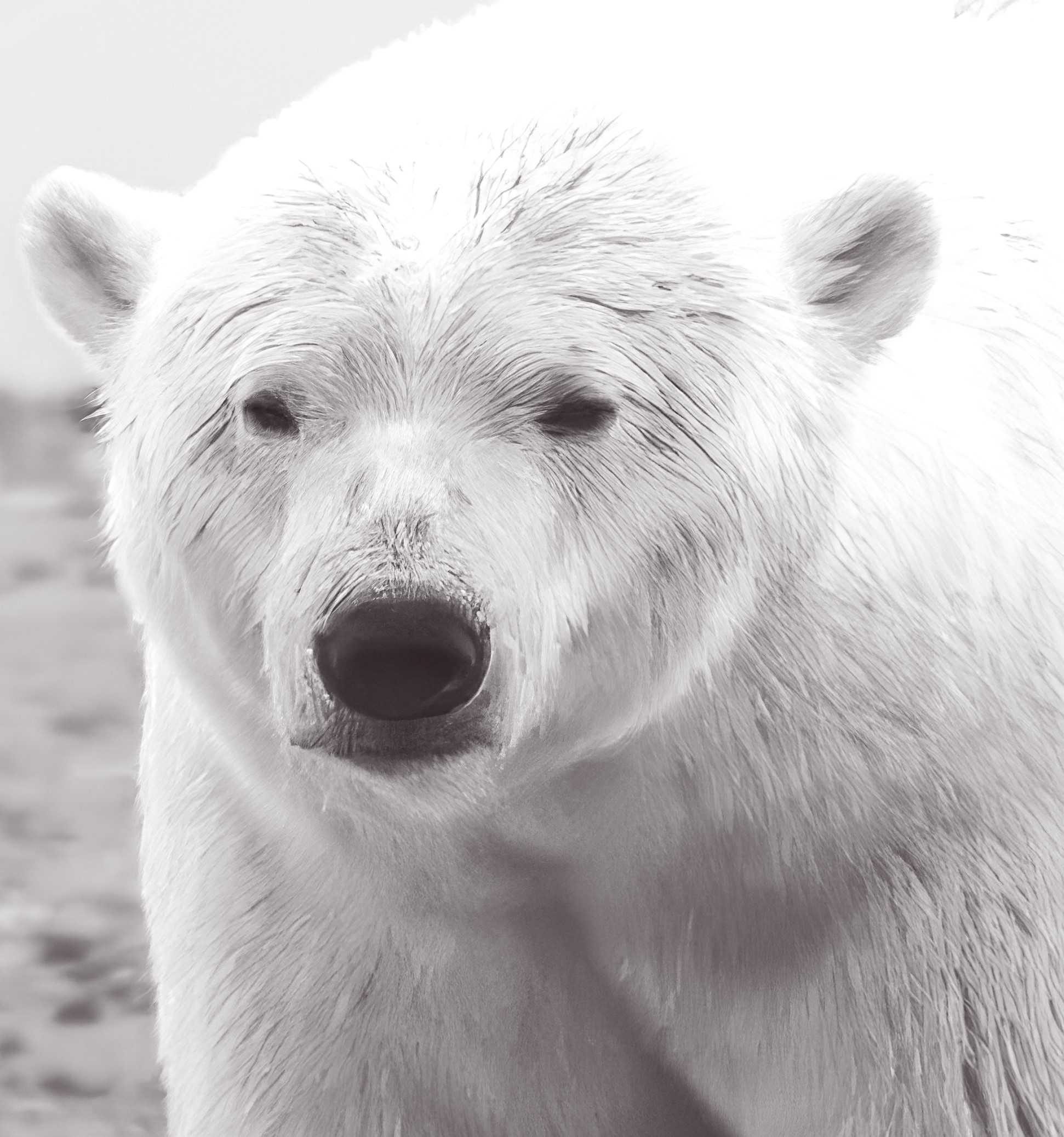 Polar Bear Conservation Polar Bear Conservation