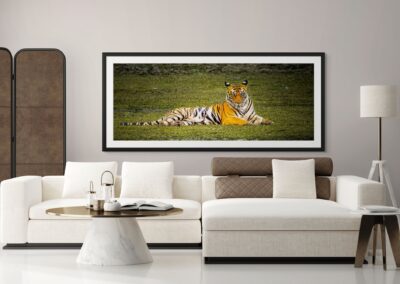 Beauty of the Jungle