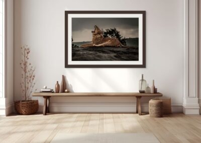 Lion Yawns in the Mara