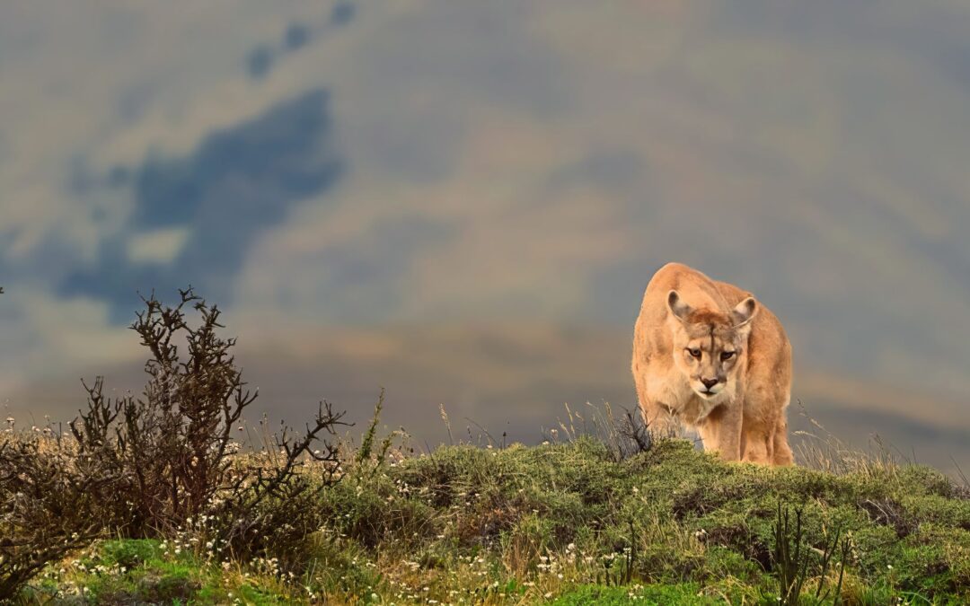 Searching for the Elusive Puma