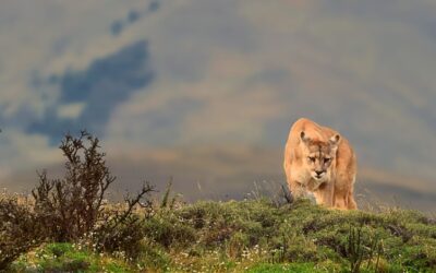 Searching for the Elusive Puma