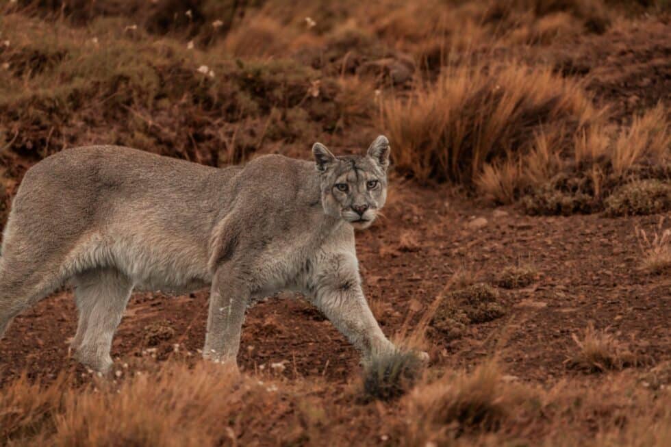 Spirit of Patagonia
