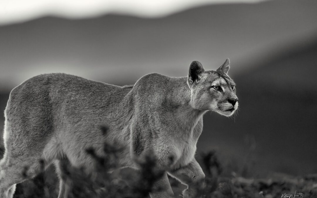Searching for the Elusive Puma