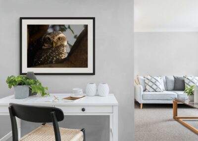 A spotted Owlet in the Forest