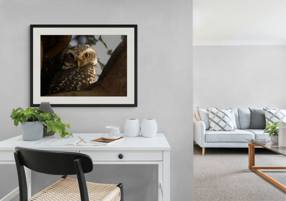 A spotted Owlet in the Forest