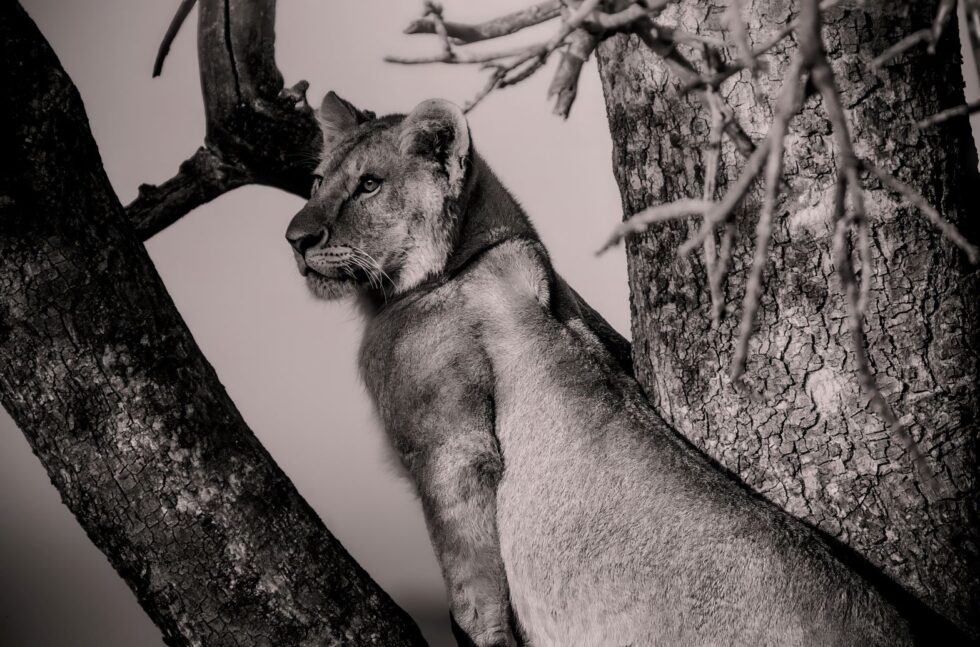 A Lion's Ascent to Serenity