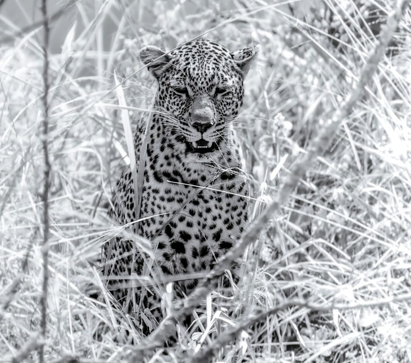 Leopard Cub Hidden In The Golden Grass