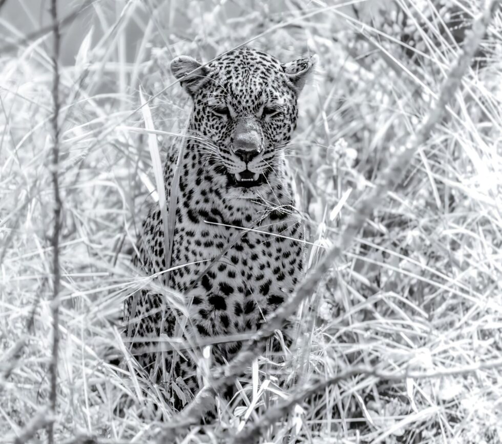 Leopard Cub Hidden In The Golden Grass
