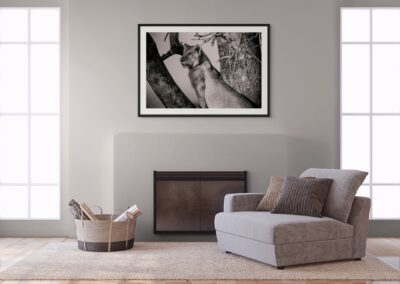 A Lion's Ascent to Serenity