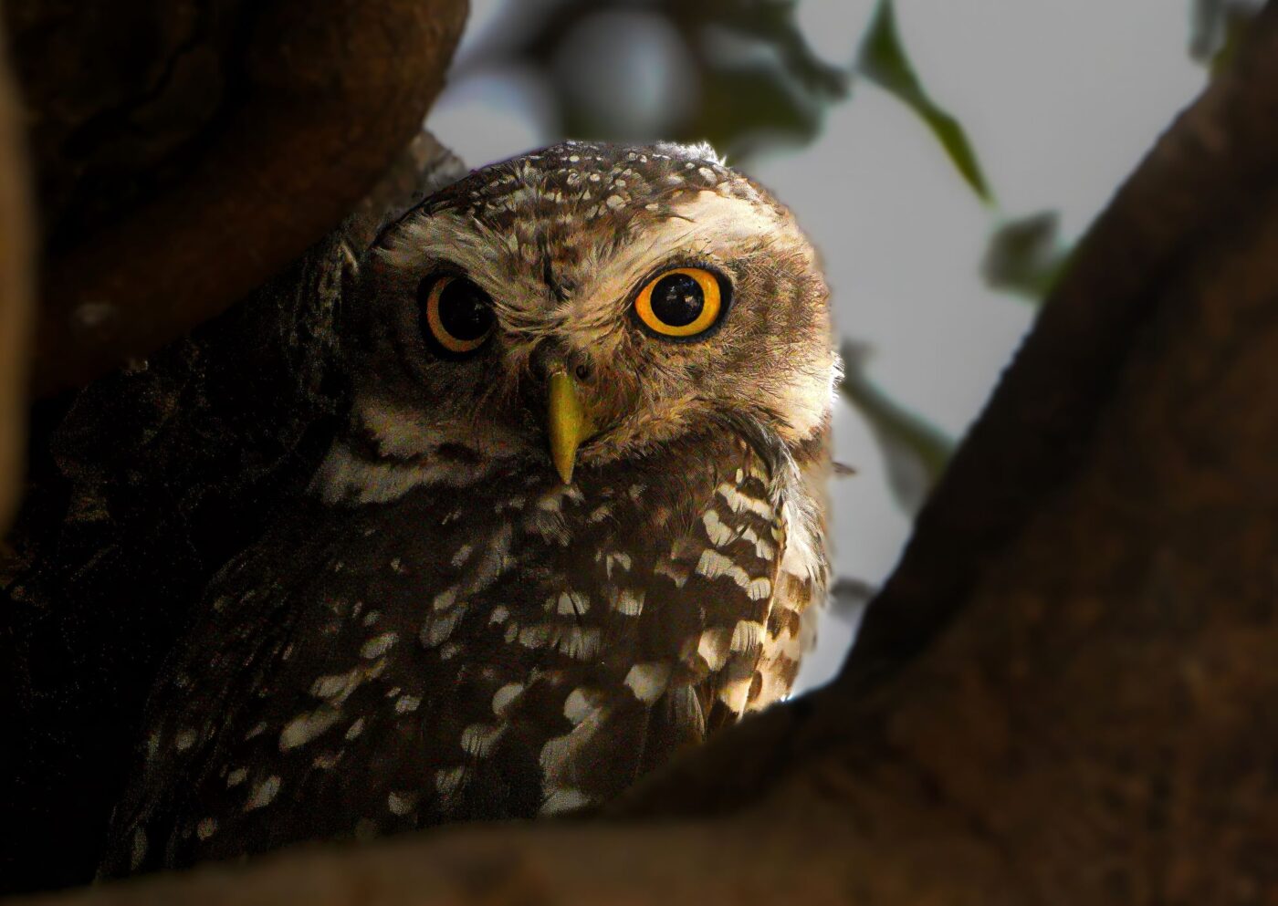 A spotted Owlet in the Forest