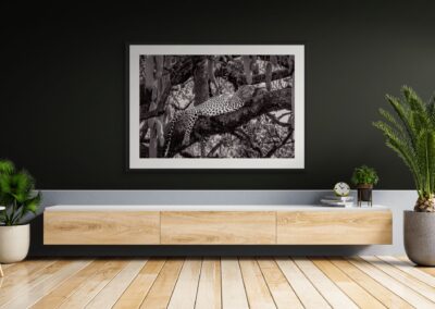 Sleeping in a Sausage Tree B&W