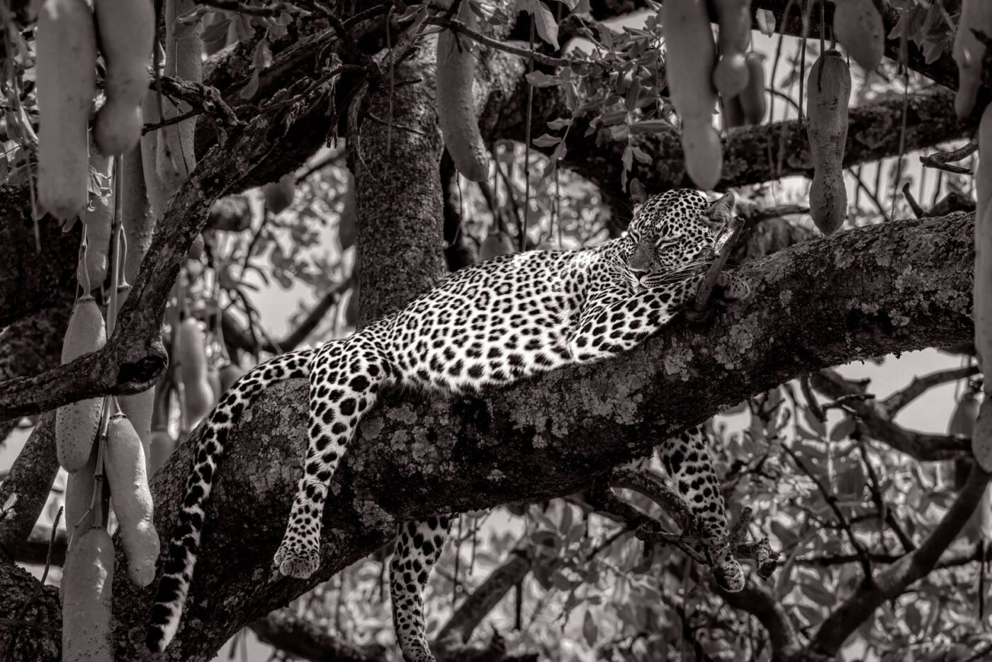 Sleeping in a Sausage Tree B&W