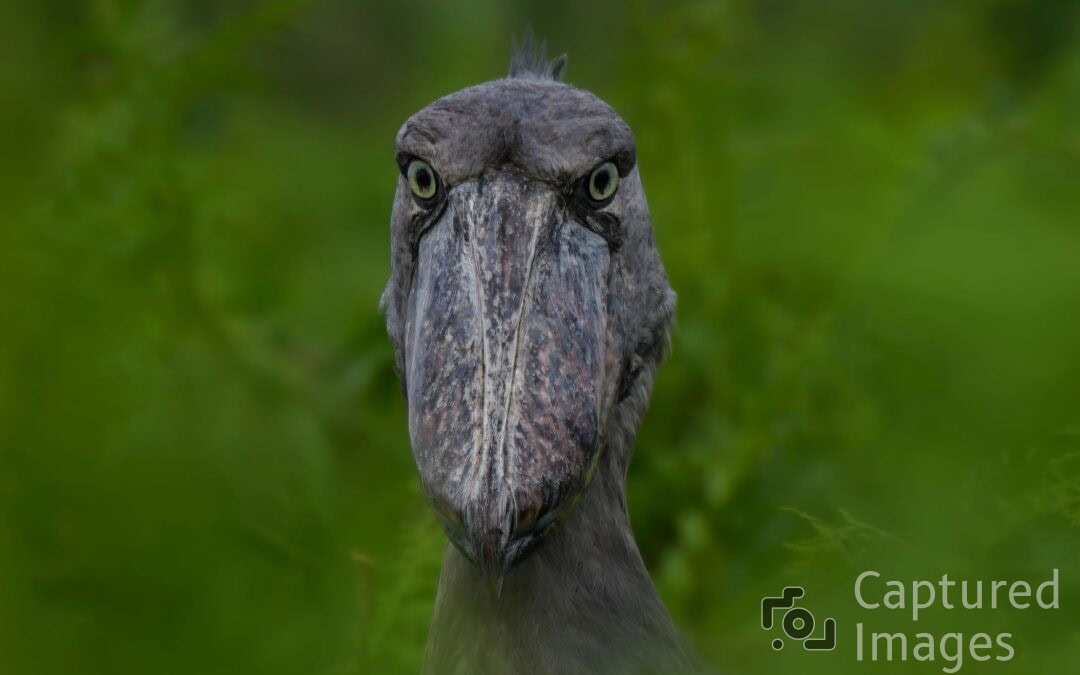 What is the story about the Shoebill