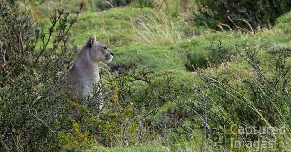 Spirit of Patagonia