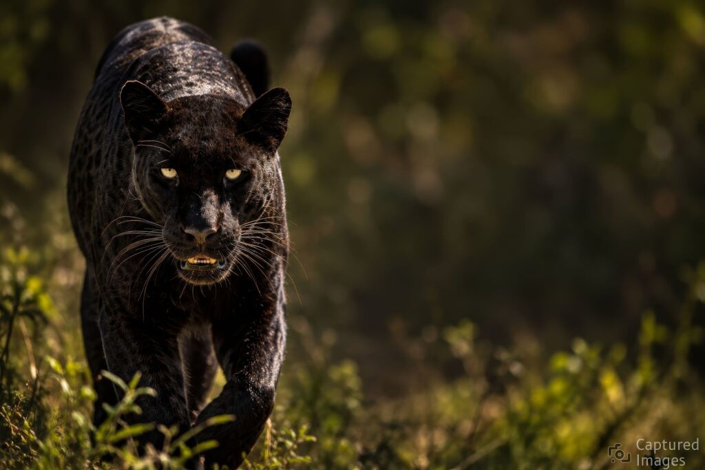 Out of the Shadows