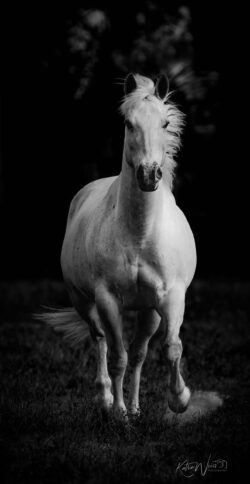 Born to Run Born to Run