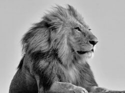 Watching over his Kingdom Watching over his Kingdom