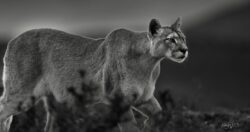 On the Hunt the americas header