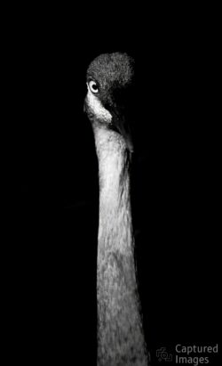 The Watcher The Watcher