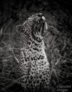 Breath of the Savannah Breath of the Savannah