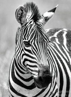 One Happy Zebra One Happy Zebra